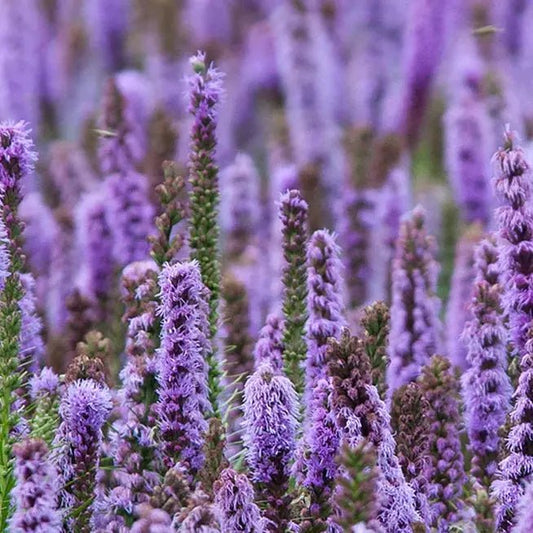 Rugged Patchouli - QUIESCENT