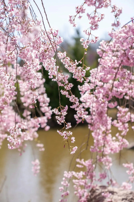 Serenity Blossom - QUIESCENT
